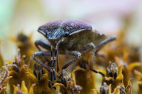 Beerenwanze (Dolycoris baccarum)