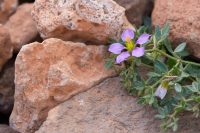 Kretische Fagonie ssp (Fagonia cretica)