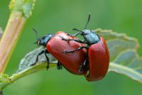 Pappelblattkäfer (Chrysomela populi)