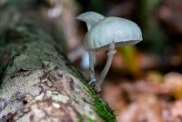 Beringter Schleimrübling (Oudemansiella mucida)