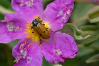 Ameisen-Blattkäfer (Clytra laeviuscula)