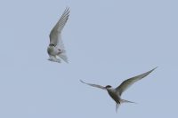 Küstenseeschwalben (Sterna paradisaea) im Kampfanflug
