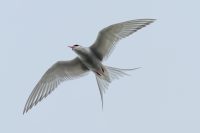 Küstenseeschwalbe (Sterna paradisaea)