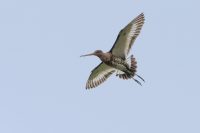 Uferschnepfe (Limosa)?