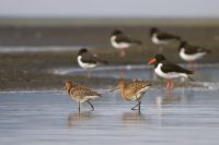 Uferschnepfen (Limosa) und Austernfischer (Haematopus)