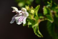 Römisches Gliedkraut (Sideritis romana)