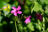 Sauerklee (Oxalis articulata)