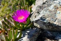 Essbare Mittagsblume (Carpobrotus edulis)