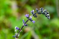 Eisenkraut-Salbei (Salvia verbenaca)
