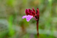 Schmetterlings-Knabenkraut (Anacamptis papilionacea