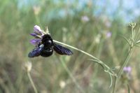 Blauschwarze Holzbiene (Xylocopa violacea)