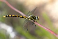 Große Zangenlibelle (Onychogomphus uncatus)
