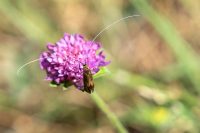 Skabiosen-Langhornmotte (Nemophora metallica)