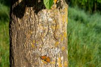 Eidechse vs. Schmetterling