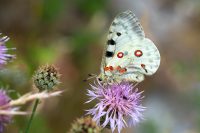 Roter Apollo (Parnassius apollo)