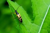 Gefleckter Schmalbock (Rutpela maculata)