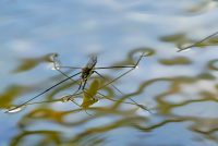 Wasserläufer (Gerridae)