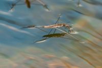Wasserläufer (Gerridae)