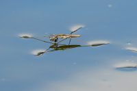 Wasserläufer (Gerridae)