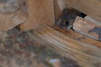 Hausmaus (Mus musculus)