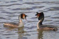 Haubentaucher (Podiceps cristatus)
