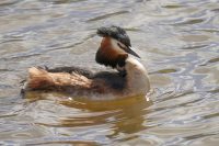Haubentaucher (Podiceps cristatus)