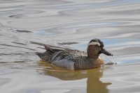 Knäkente (Spatula querquedula)