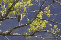 Purpurreiher (Ardea purpurea)
