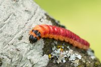 Weidenbohrer (Cossus cossus)