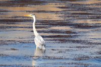 Graureiher (Ardea cinerea cinerea)