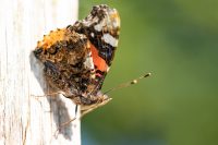 Admiral (Vanessa atalanta)