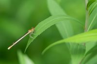 Blaue Federlibelle (Platycnemis pennipes)♀