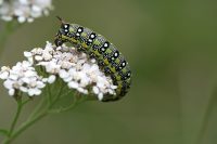 Wolfsmilchschwärmer (Hyles euphorbiae)