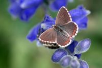 Himmelblauer Bläuling (Polyommatus bellargus)