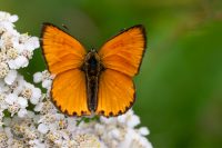 Dukaten-Falter (Lycaena virgaureae)