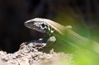 Westkanareneidechse ♂ (Gallotia galloti palmae)