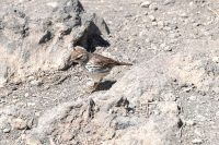 Kanarenpieper (Anthus berthelotii)