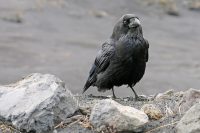 Kanarischer Rabe (Corvus corax canariensis)