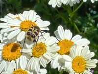 Blatthornkäfer (Trichius gallicus)