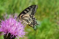 Schwalbenschwanz (Papilio machaon)