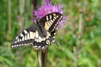 Schwalbenschwanz (Papilio machaon)