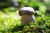 Steinpilz (Boletus edulis)