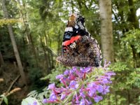 Admiral (Vanessa atalanta)