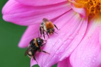 Ackerhummel (Bombus pascuorum) oben und Erdhummel (Bombus terrestris) unten.