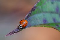Asiatischer Marienkäfer (Harmonia axyridis)