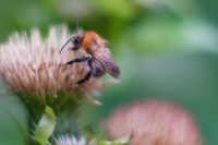 Ackerhummel (Bombus pascuorum)
