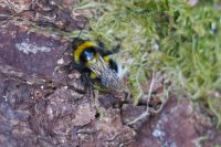 Wiesenhummel (Bombus pratorum)