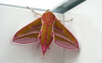 Mittlerer Weinschwärmer (Deilephila elpenor)